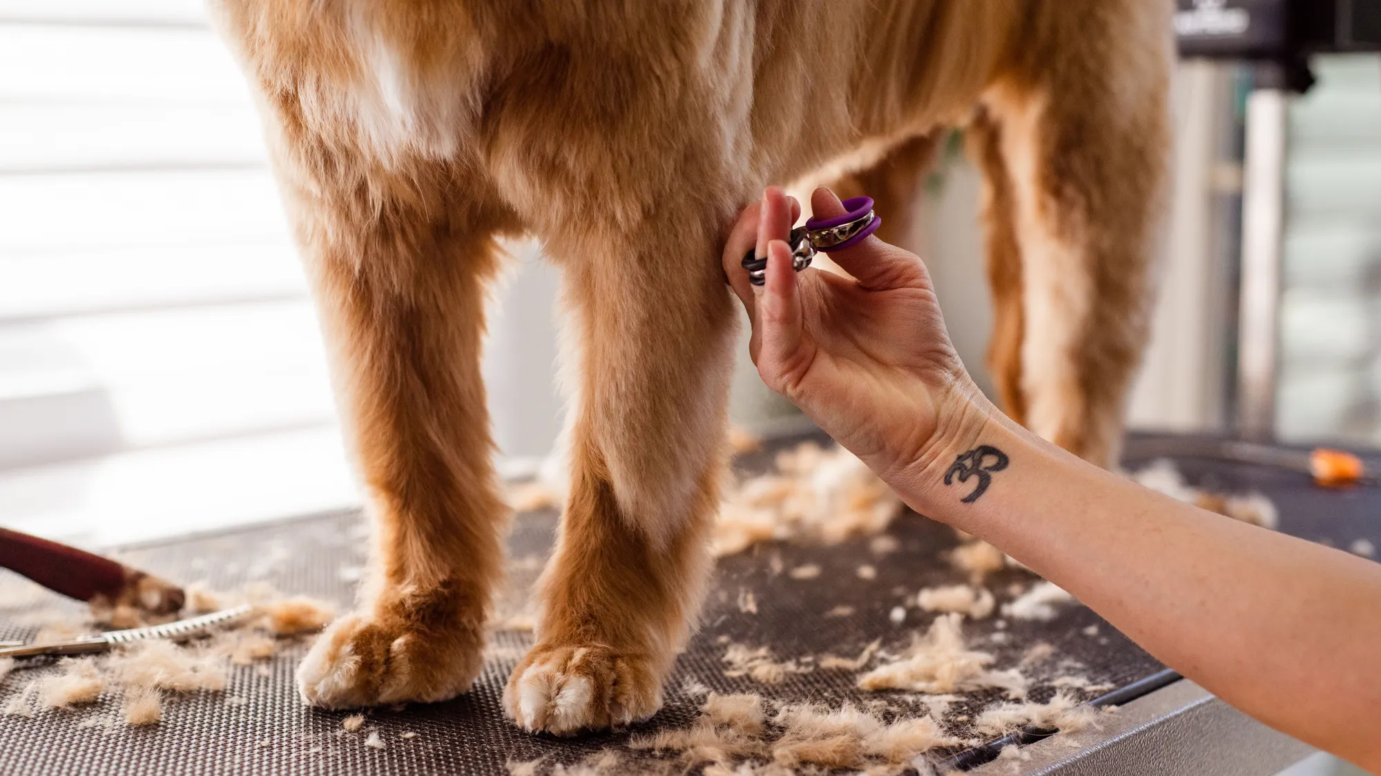 A groomer carefully trimming a golden retriever's paw at Katy's Pampered Paws