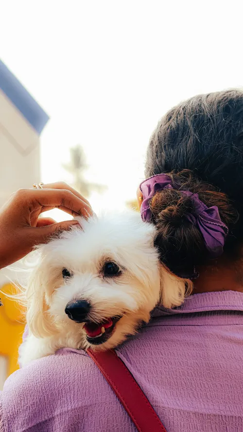A fluffy freshly groomed pup getting a cuddle