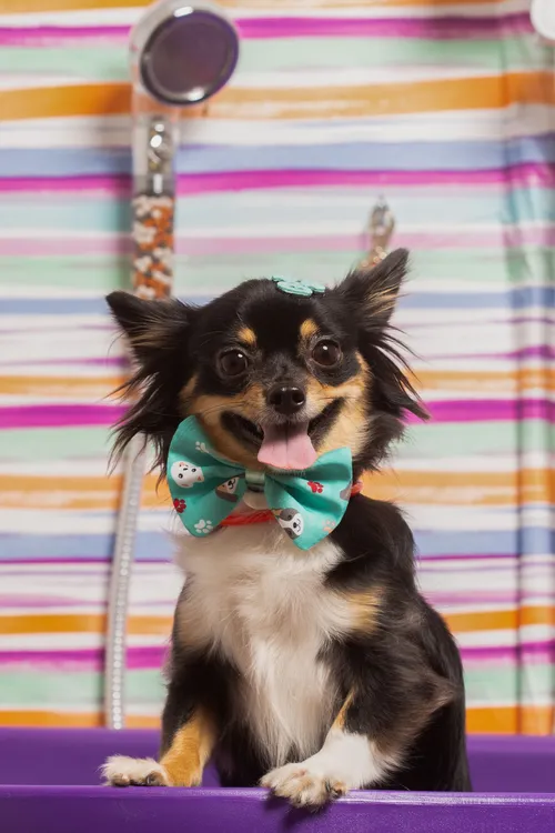 A chihuahua in a colorful bow tie after grooming