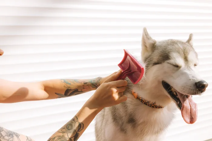A husky enjoying a gentle brush-out at Katy's Pampered Paws